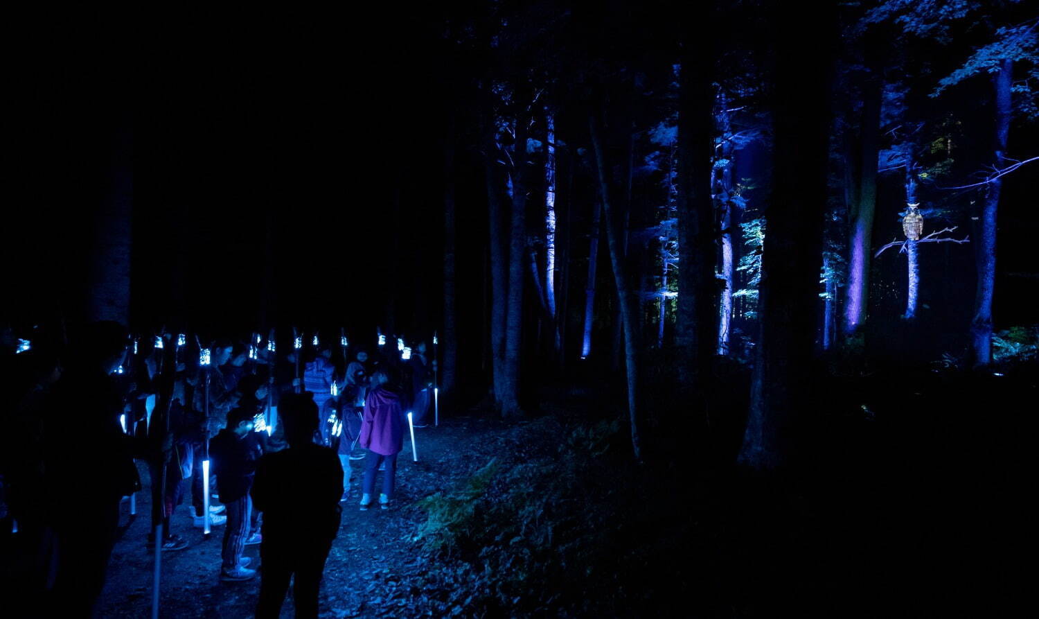 夜の森×デジタルアート「カムイルミナ」北海道阿寒湖畔で、自然＆アイヌ文化を五感で楽しむナイトウォーク｜写真7