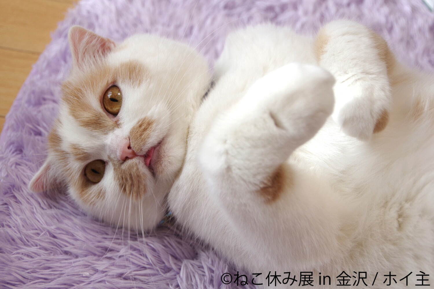 猫の合同写真展＆物販展「ねこ休み展」金沢21世紀美術館で、人気“スター猫”作品や猫グッズなど大集結｜写真12