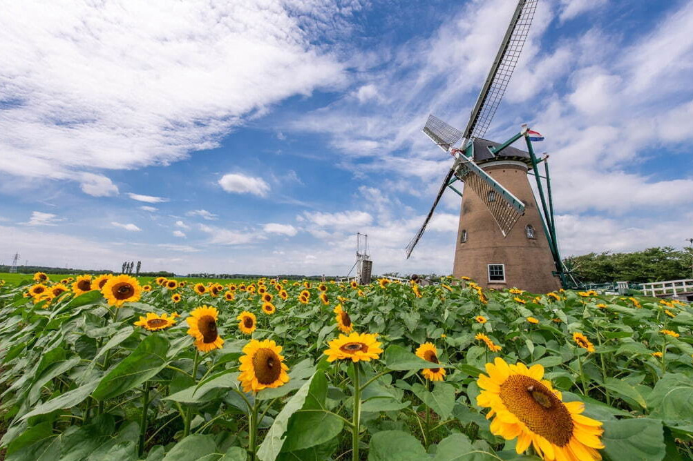 「風車のひまわりガーデン」