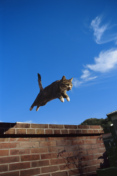 岩合光昭写真展が日本全国で開催 - 夏のねこ祭り | 写真