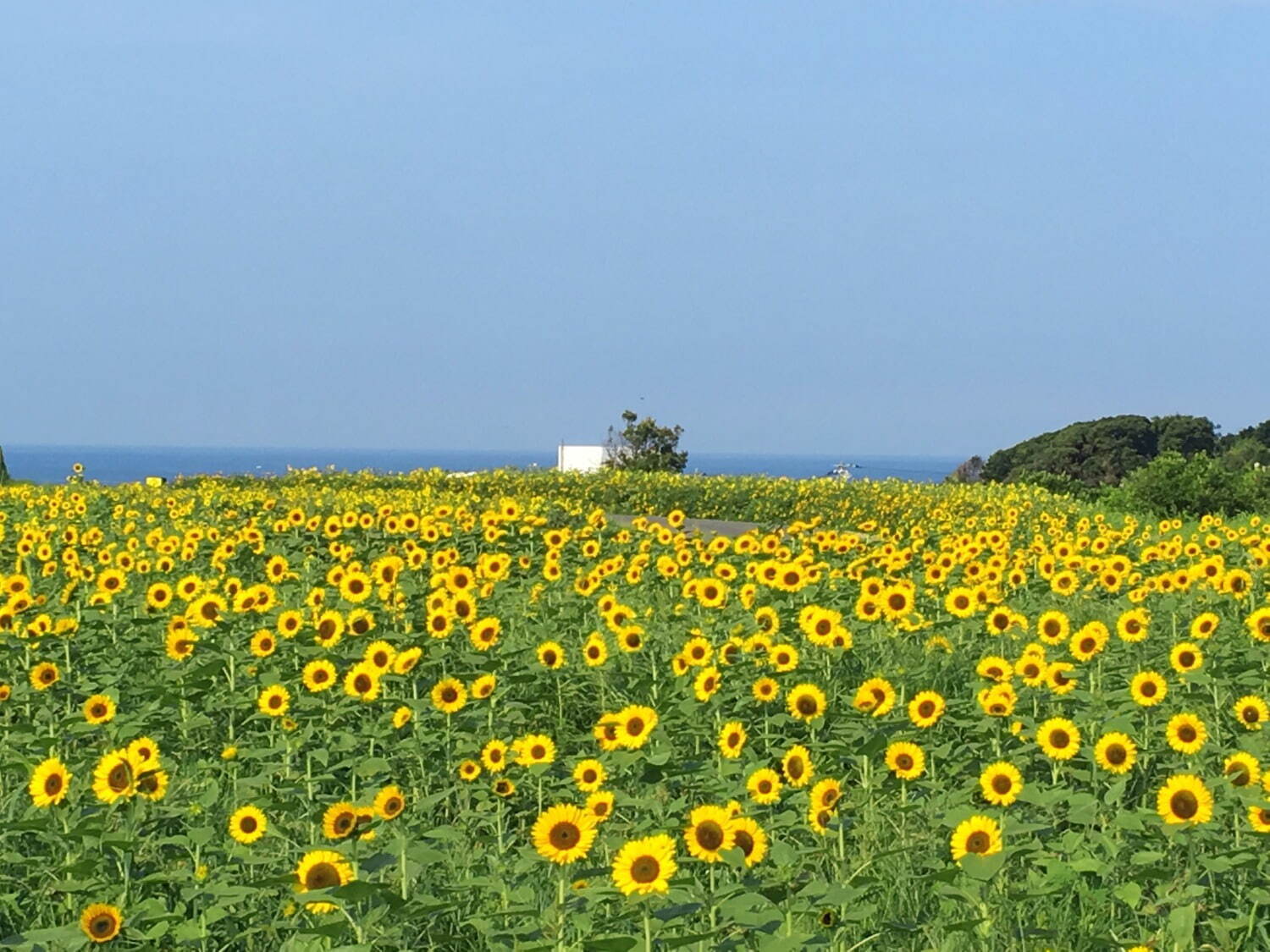 約10万本のヒマワリが咲く「ヒマワリフェスタ」横須賀・ソレイユの丘で、空と海に囲まれた絶景｜写真4
