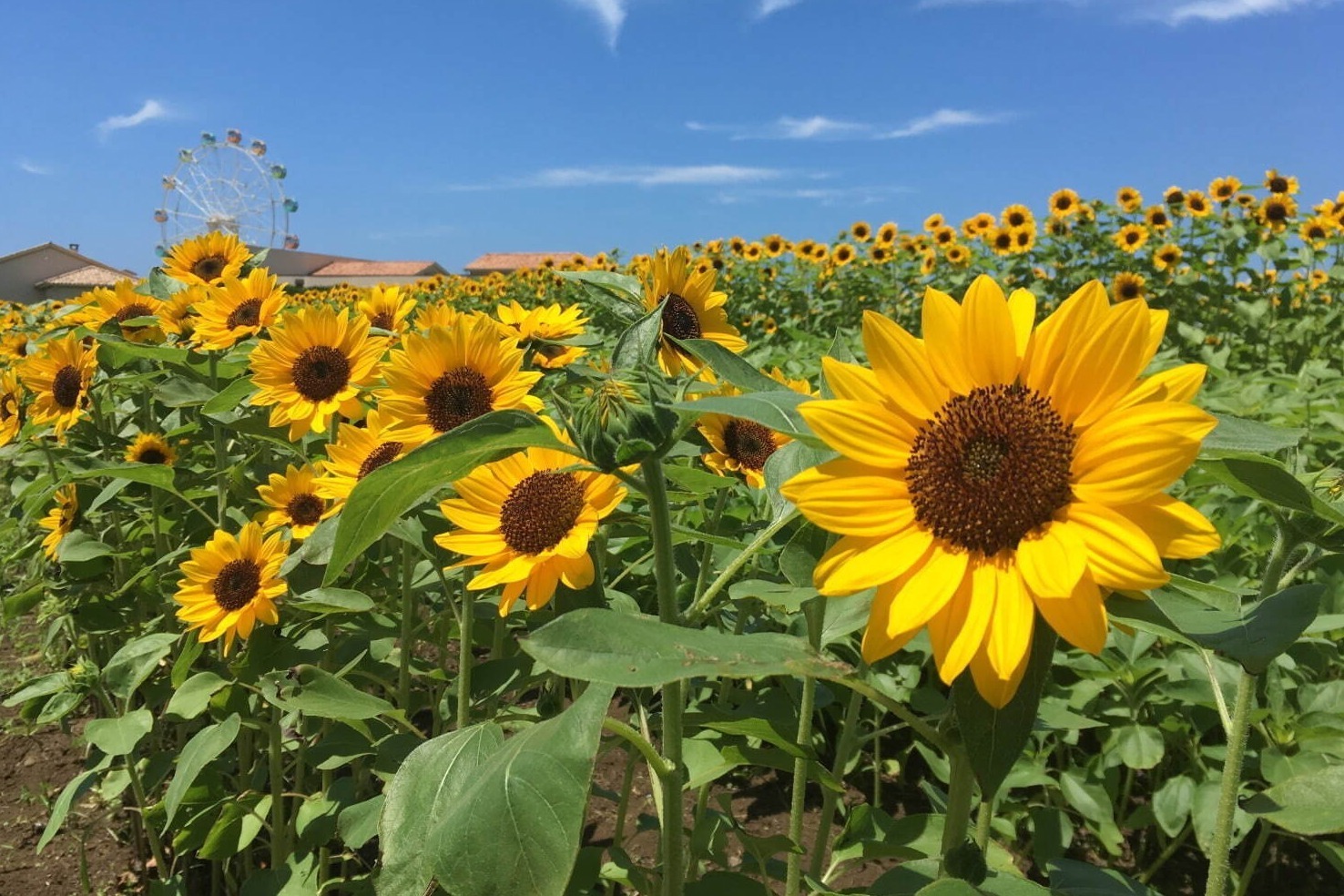 長井海の手公園 ソレイユの丘「ヒマワリフェスタ」