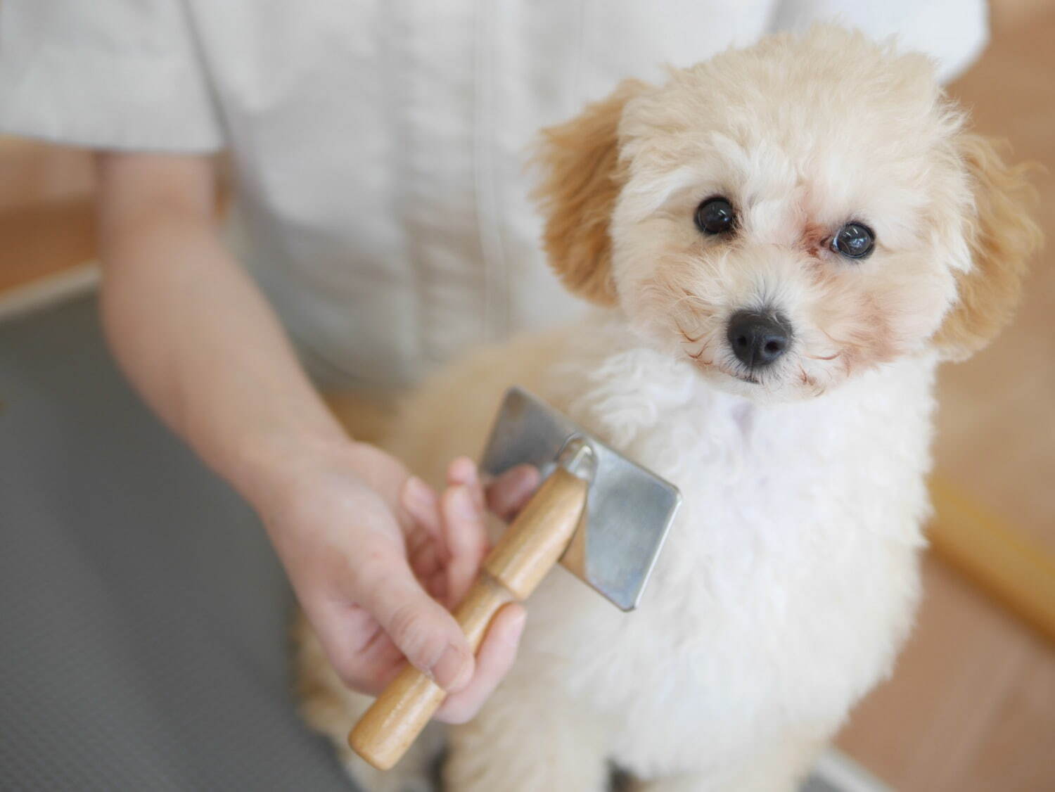 “愛犬の抜け毛”100%で糸を作る新商品「SPINNING MEMORIES」柏の葉T-SITEで｜写真15