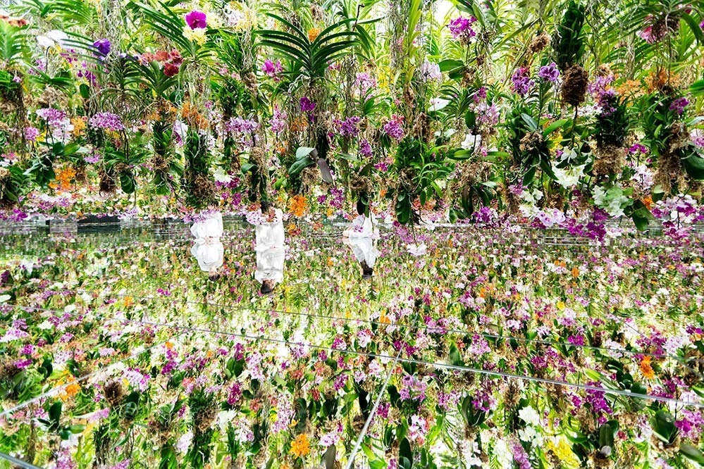 東京・豊洲「チームラボプラネッツ TOKYO DMM」13,000株のランの花に埋め尽くされる新作品｜写真13