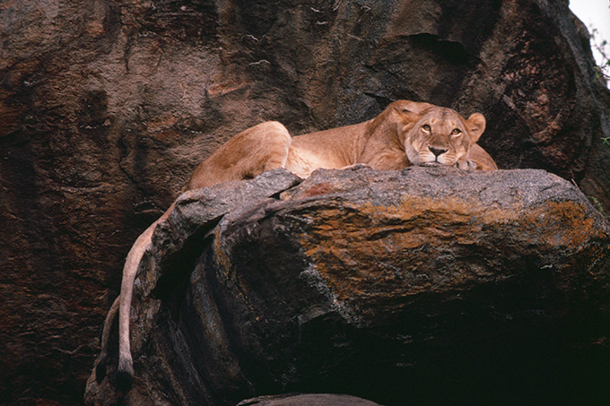 岩合光昭の写真展「ネコライオン」を名古屋で開催 - 人間と暮らすネコと野生の王様ライオンに注目｜写真7