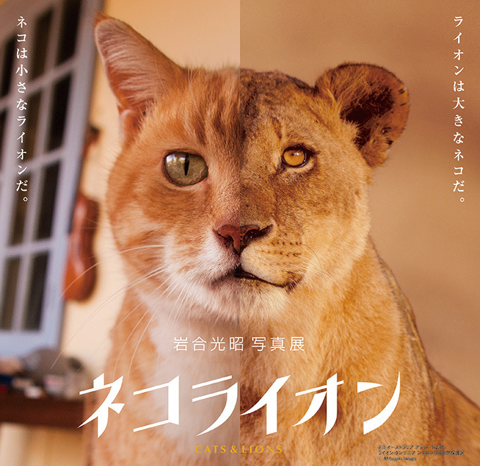 岩合光昭の写真展「ネコライオン」を名古屋で開催 - 人間と暮らすネコと野生の王様ライオンに注目｜写真3