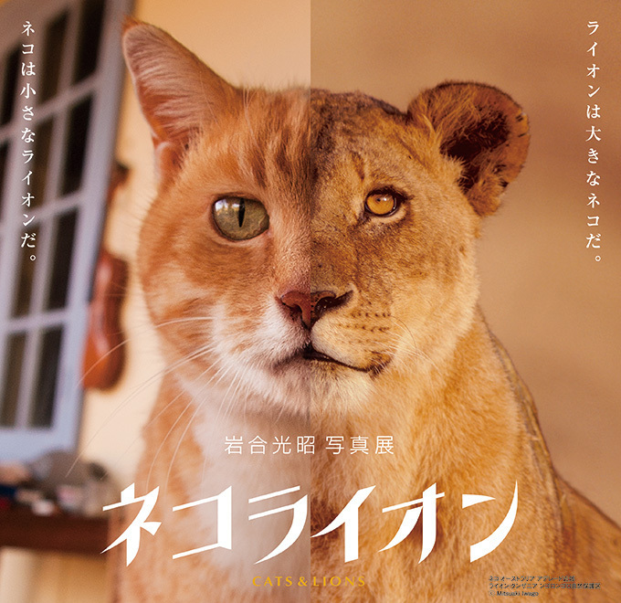 岩合光昭の写真展 ネコライオン を名古屋で開催 人間と暮らすネコと野生の王様ライオンに注目 ファッションプレス
