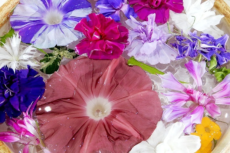 国立歴史民俗博物館「伝統の朝顔」