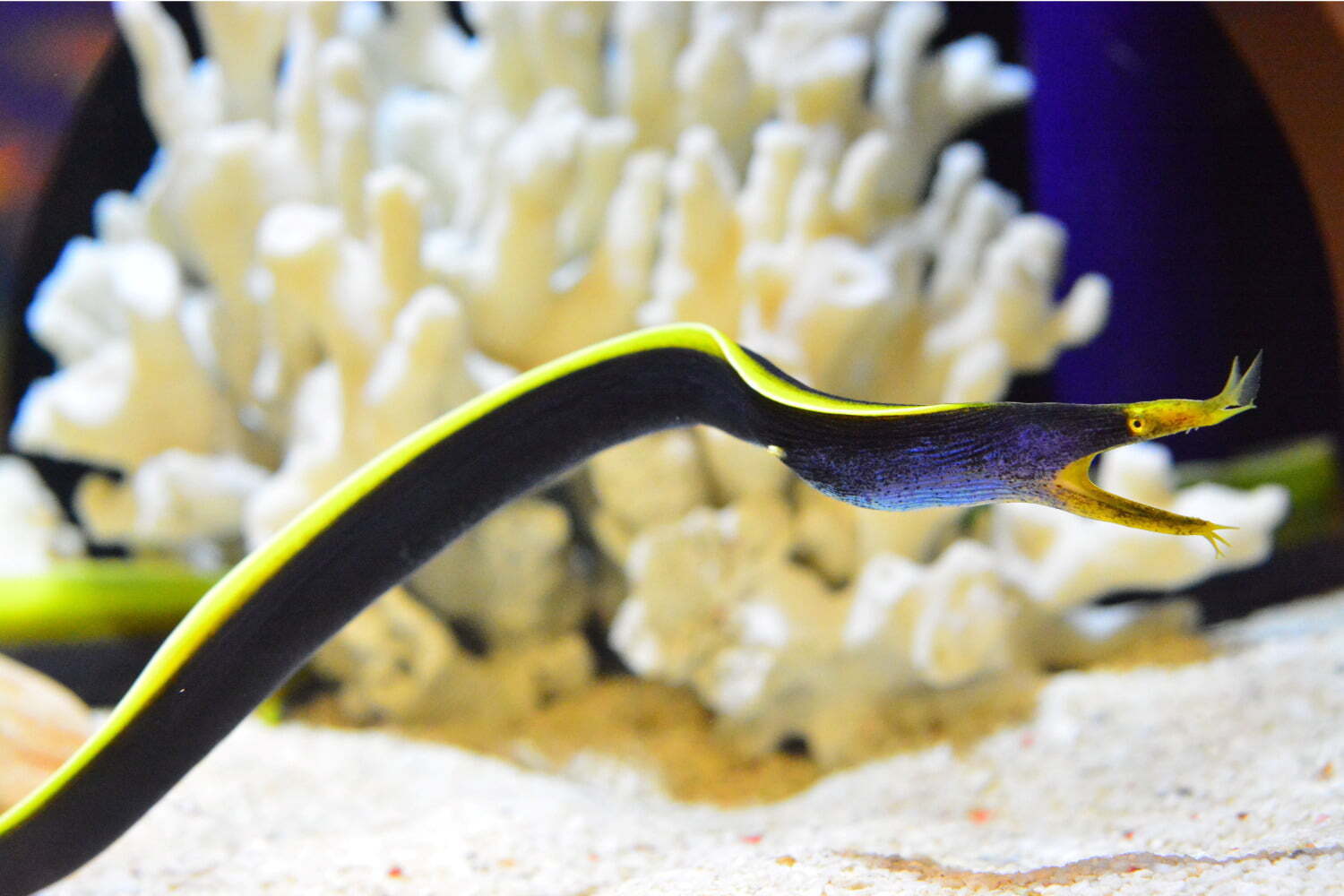 しながわ水族館 Shinagawa Aquarium 大井町 名所 有名スポット ファッションプレス