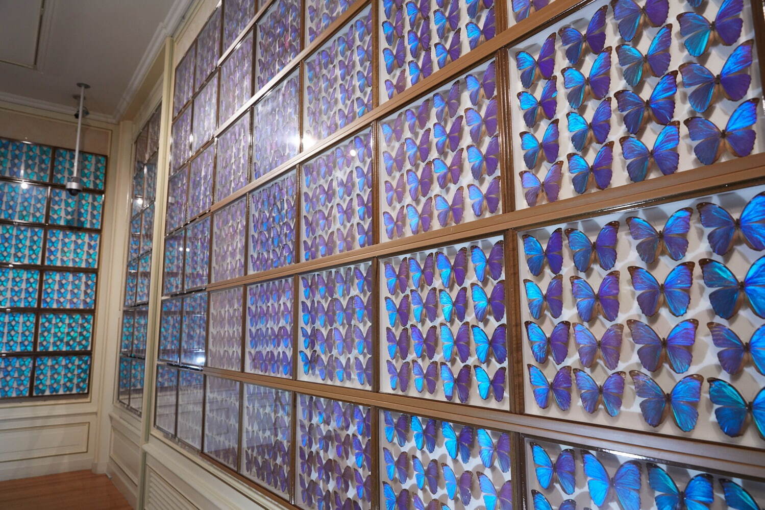 「世界一美しい昆虫展2021」ハウステンボス美術館で、1千匹の“モルフォ蝶”で埋め尽くす幻想空間｜写真1