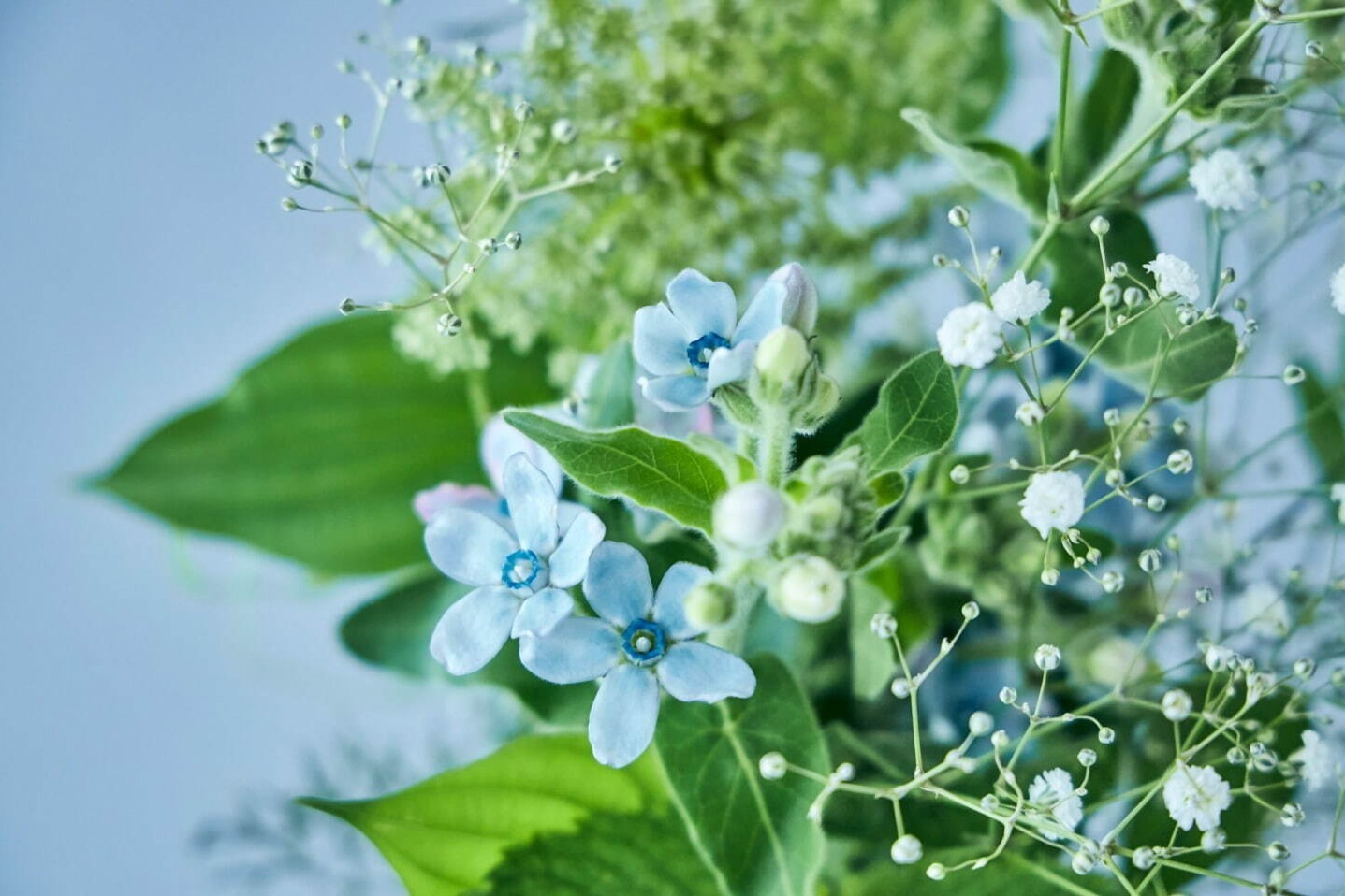 星空イメージ 七夕ブーケ 天の川のように美しいカスミソウの花束 青山フラワーマーケットから ファッションプレス 星空イメージ 七夕ブーケ 天の川のように美しいカスミソウの花束 青山フラワーマーケットから ファッションプレス