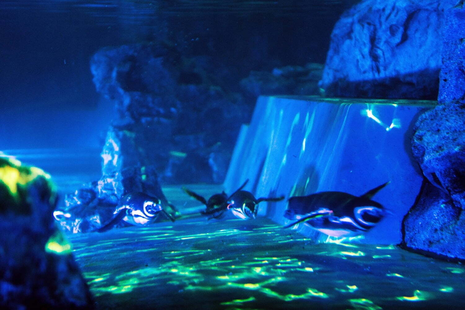 クラゲ｜すみだ水族館の夏イベント「ペンギン花火」水中で“花火”と戯れるペンギンたちの姿