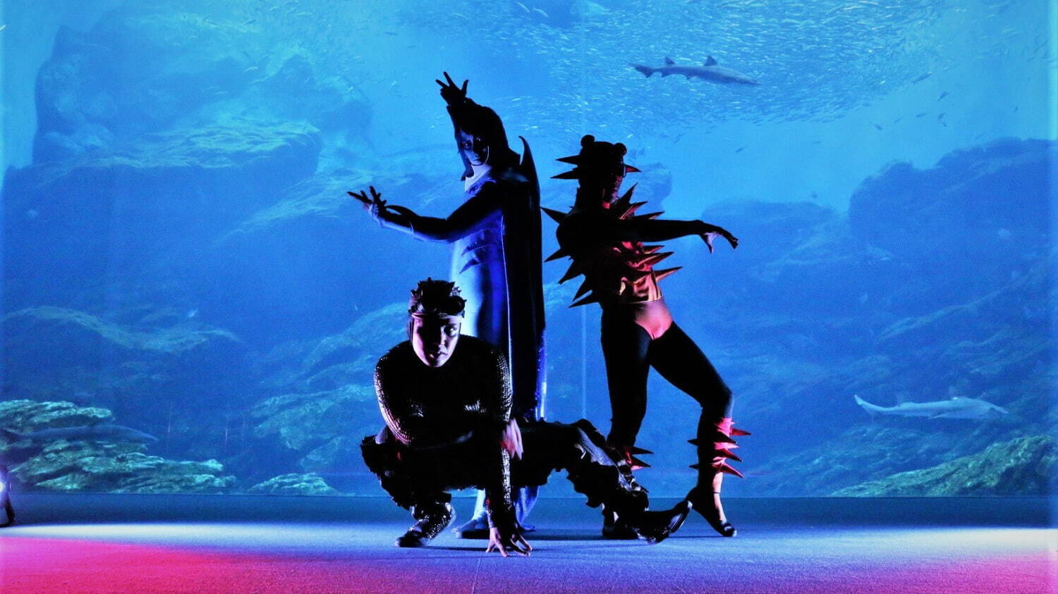 仙台うみの杜水族館のナイトイベント「シートピア」イルカ×ダンス×映像の没入型ショーを閉館後の館内で|写真5