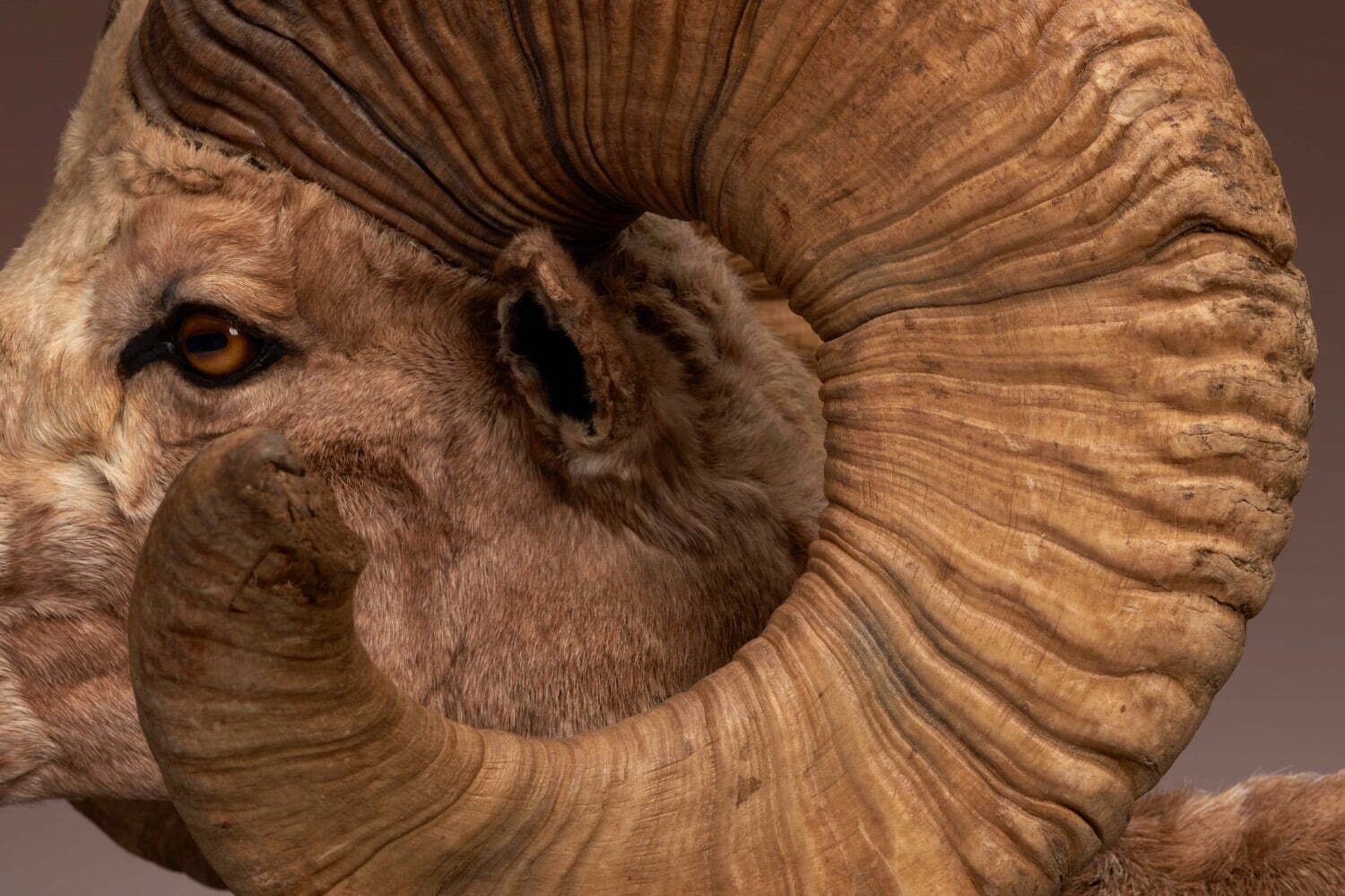 大分県立美術館「WHO ARE WE 観察と発見の生物学」