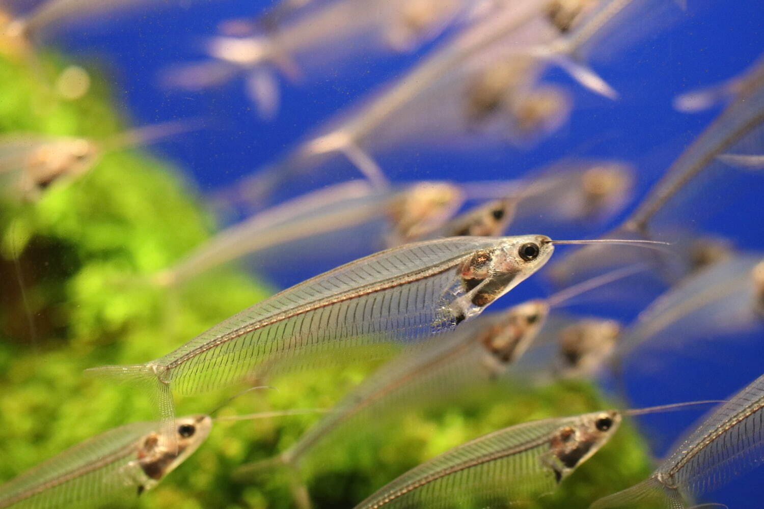 サンシャイン水族館“透明な生き物”主役の特別展「スケ・ボーン展」スケスケ体の骨に注目｜写真4