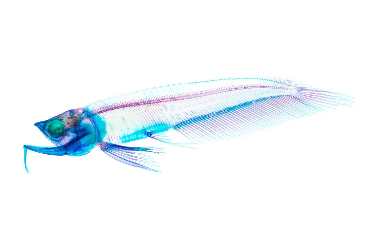 サンシャイン水族館 透明な生き物 主役の特別展 スケ ボーン展 スケスケ体の骨に注目 ファッションプレス