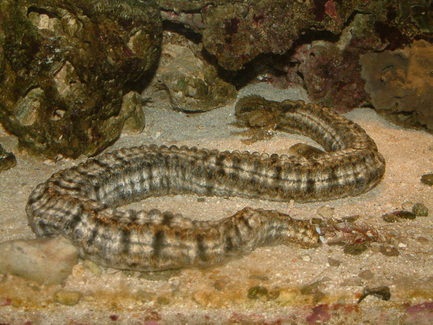 サンシャイン水族館“透明な生き物”主役の特別展「スケ・ボーン展」スケスケ体の骨に注目｜写真6