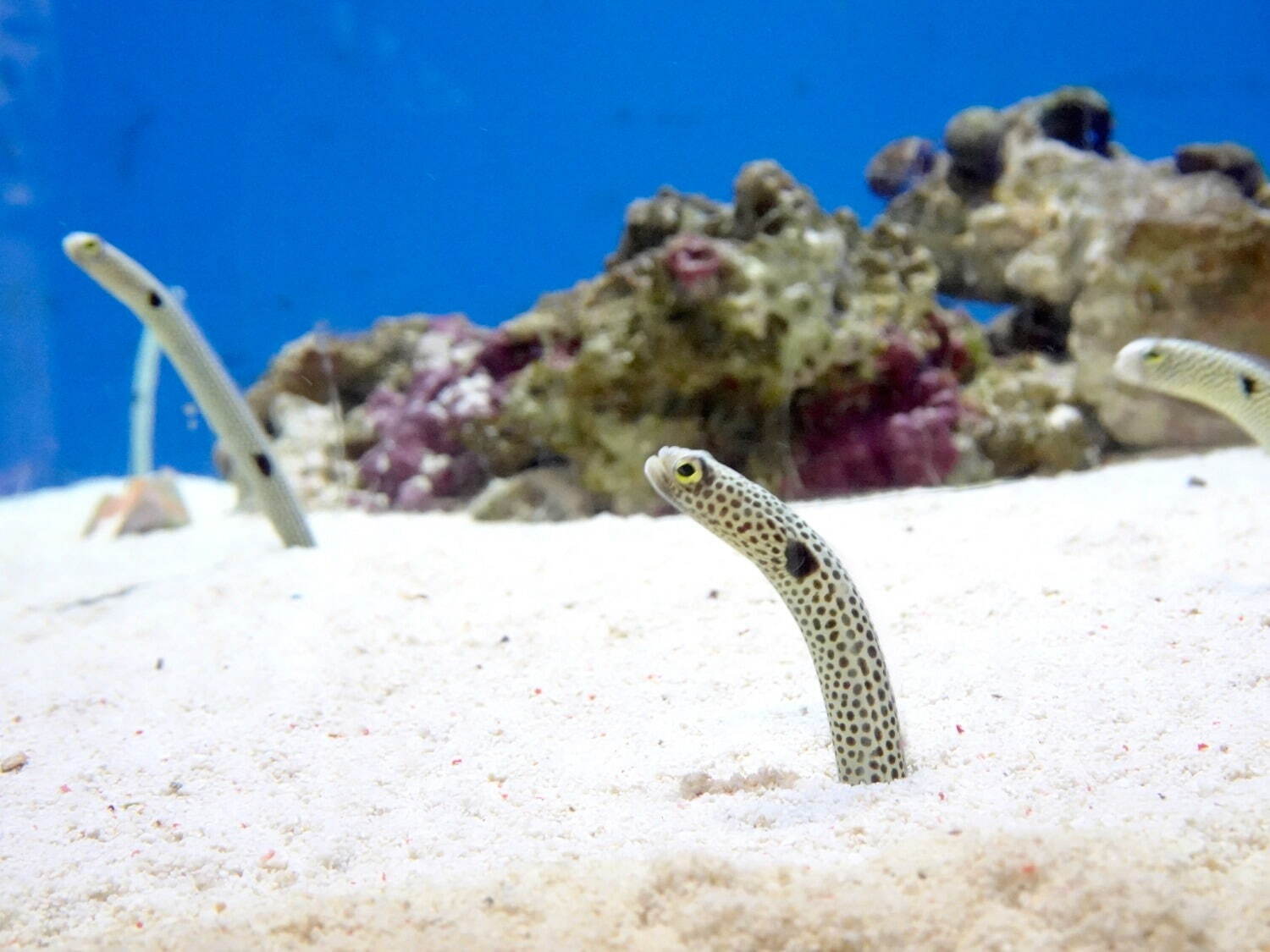 あべのハルカス近鉄本店に“水族館”が初登場「世界の淡水・海水魚展」美しいさかな約70種を展示｜写真1