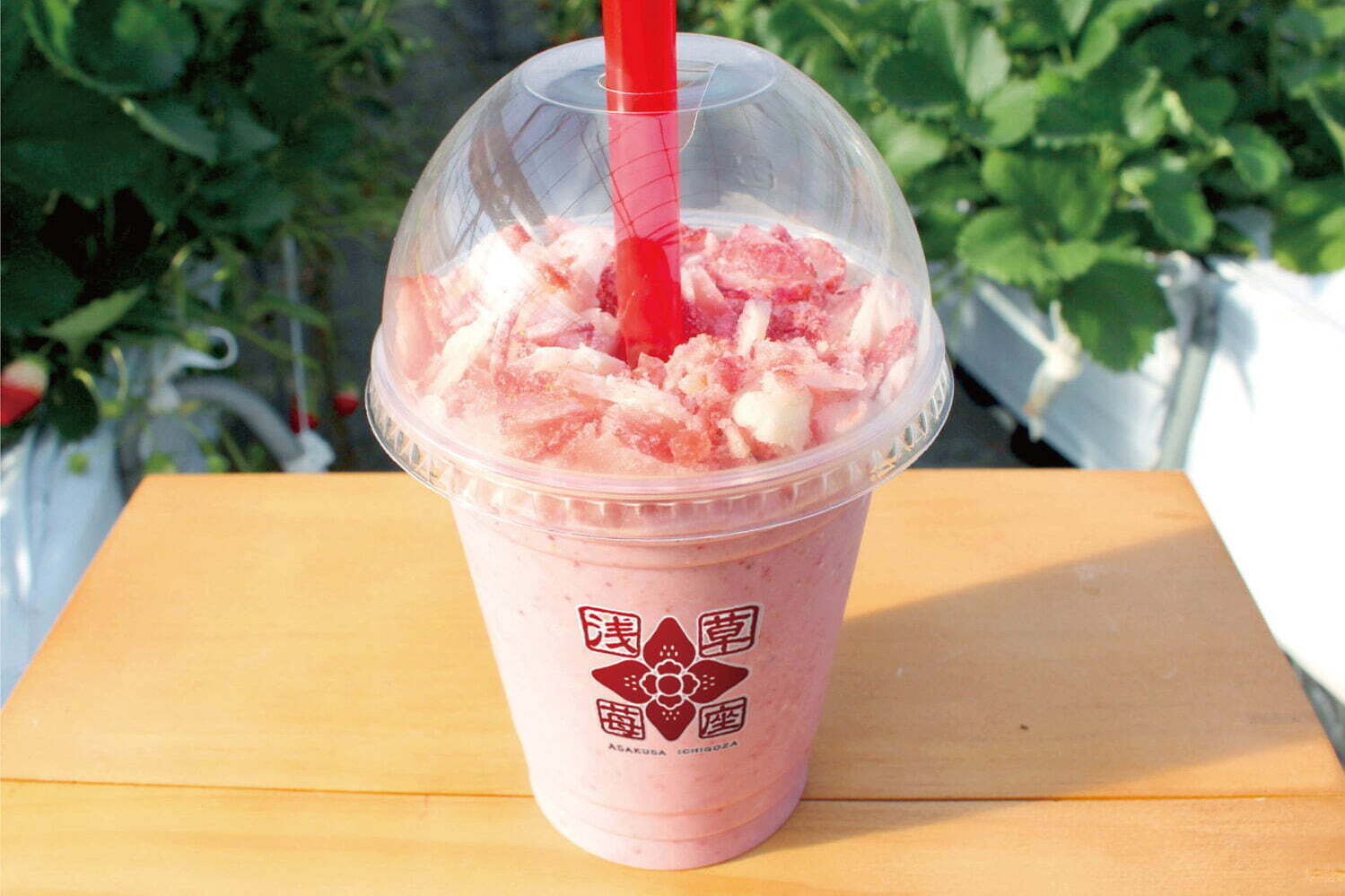 とちおとめ｜苺スイーツ専門店「浅草苺座」シャリシャリ甘熟いちごの人気No.1スムージーなどそごう横浜店で