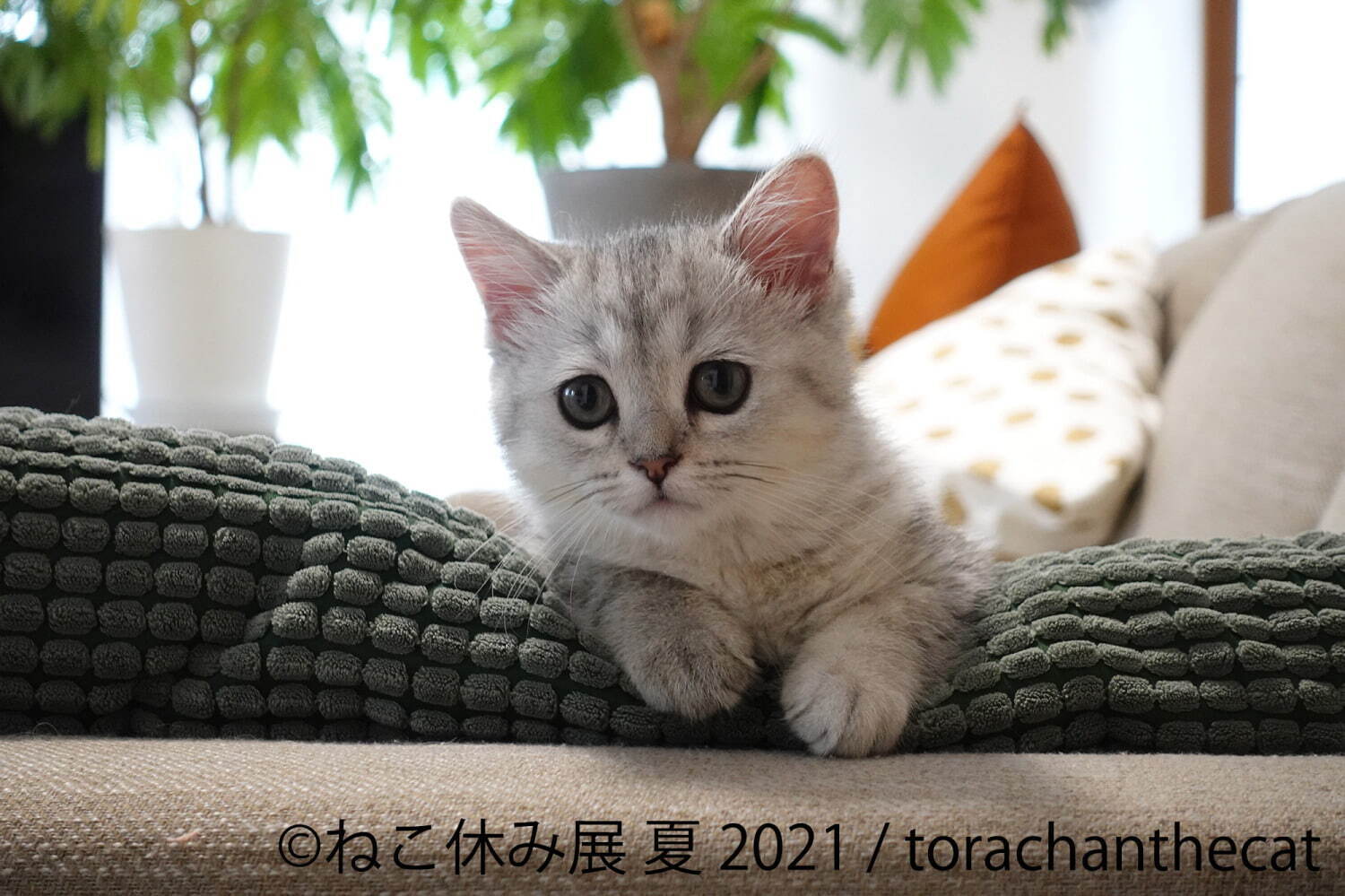 過去最大規模 癒し猫の写真展 ねこ休み展 夏 21 東京 浅草で スター猫の新作 限定グッズ ファッションプレス 過去最大規模 癒し猫の写真展 ねこ休み展 夏 21 東京 浅草で スター猫の新作 限定グッズ ファッションプレス