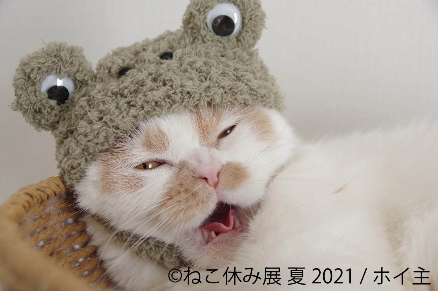 過去最大規模 癒し猫の写真展 ねこ休み展 夏 21 東京 浅草で スター猫の新作 限定グッズ ファッションプレス