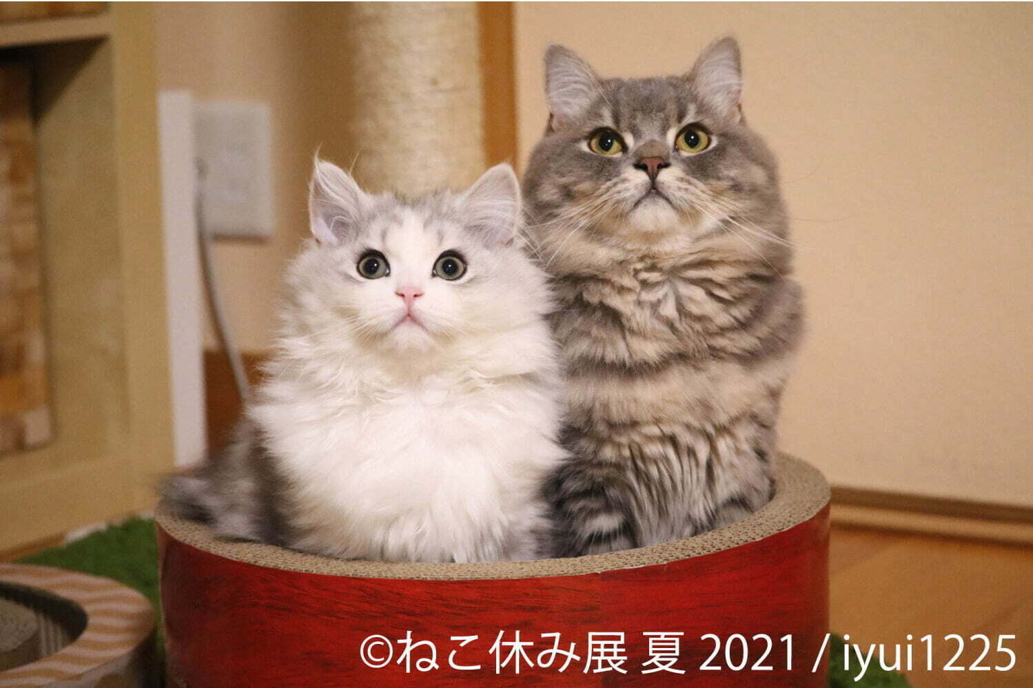 ネコや星座 の9 Kyuu人気石鹸が上野マルイに 数秘で選ぶ占いソープ 限定パンダも ファッションプレス ネコや星座 の9 Kyuu人気石鹸が上野マルイに 数秘で選ぶ占いソープ 限定パンダも ファッションプレス