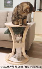 “過去最大規模”癒し猫の写真展「ねこ休み展 夏 2021」東京・浅草で、スター猫の新作＆限定グッズ｜写真12