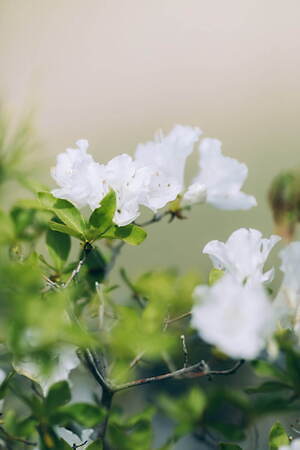 アシードンクラウド ハンドベーカー(ASEEDONCLOUD Handwerker) 2021-22年秋冬ウィメンズ&メンズコレクション  - 写真21