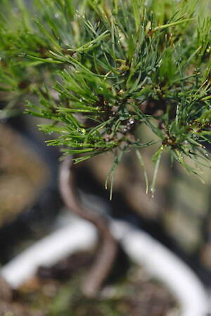 アシードンクラウド ハンドベーカー(ASEEDONCLOUD Handwerker) 2021-22年秋冬ウィメンズ&メンズコレクション  - 写真24