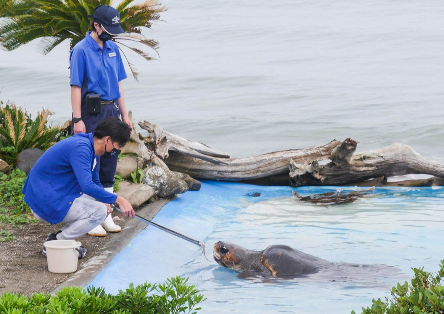 鴨川シーワールドの夏イベント、イルカ＆シャチのパフォーマンスショーや夜の水族館巡り｜写真3