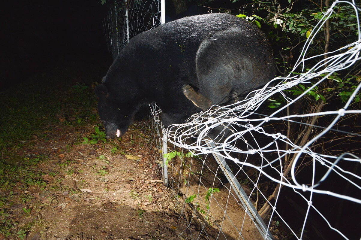 〈新・アニマルアイズ〉より 2018-2021年 作家蔵