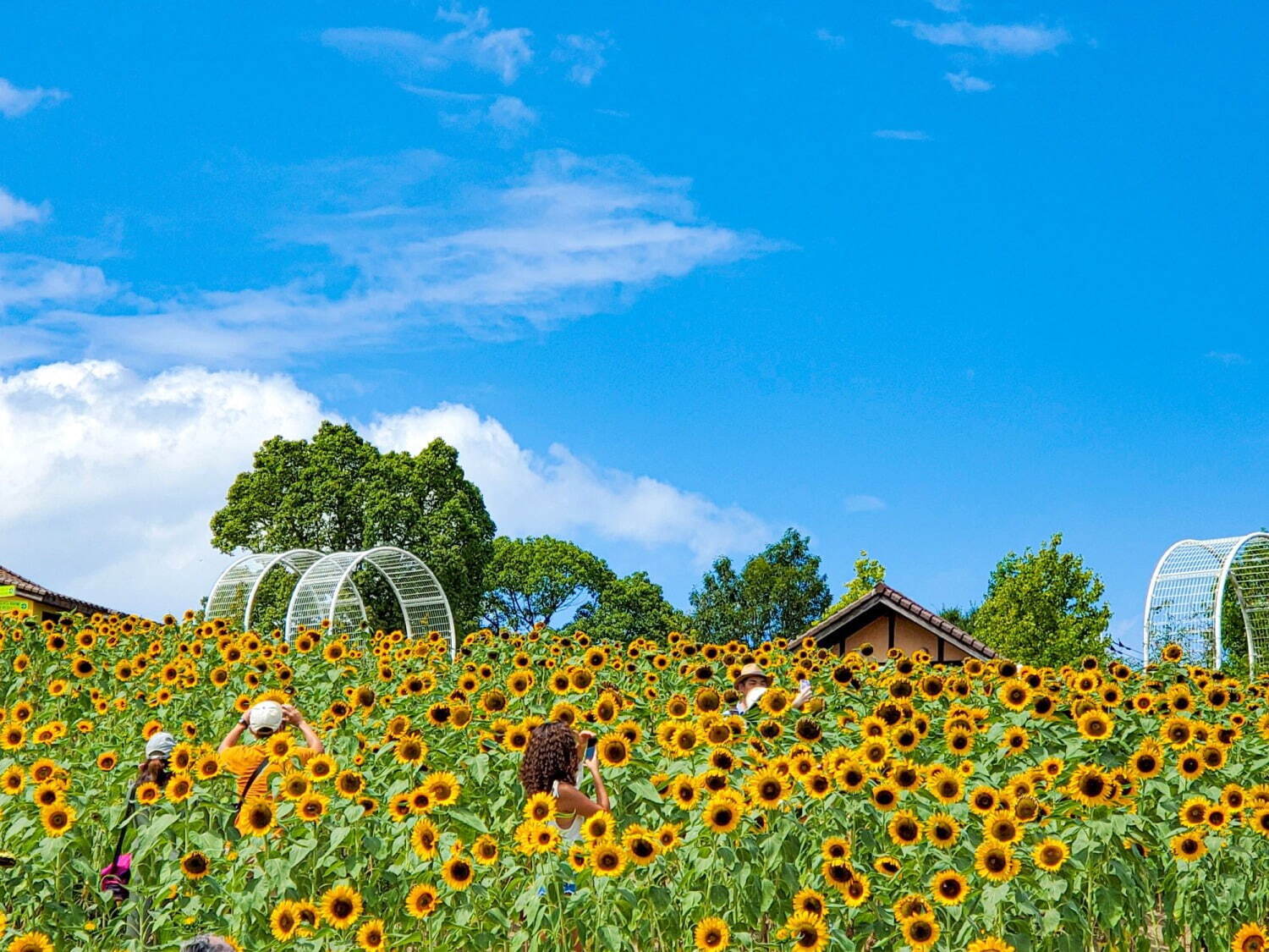 約6万本のひまわりが咲き誇る「ひまわりサマーフェスタ」堺・緑のミュージアム ハーベストの丘で開催 ファッションプレス