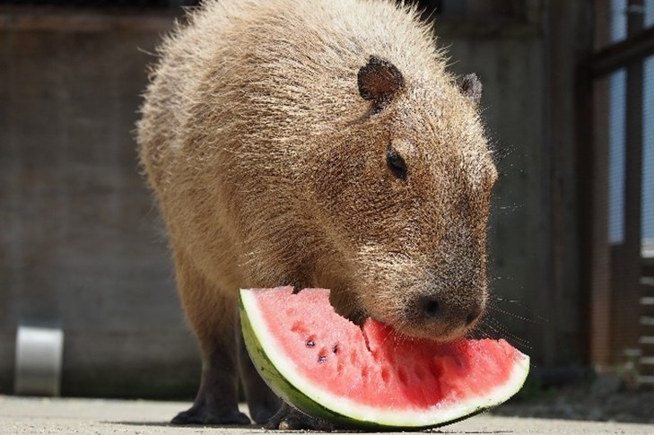 ハーベストの丘「カピバラスイカパーティー」