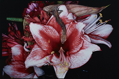 「東京フォト(TOKYO PHOTO)2013」