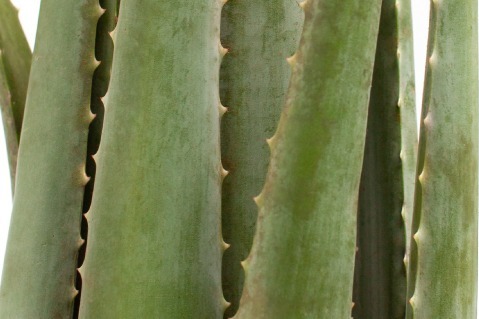 SHIRO“植物エキス多め”2層式美容オイル新登場、ふっくら肌を叶えるアロエ×オリーブなど｜写真6