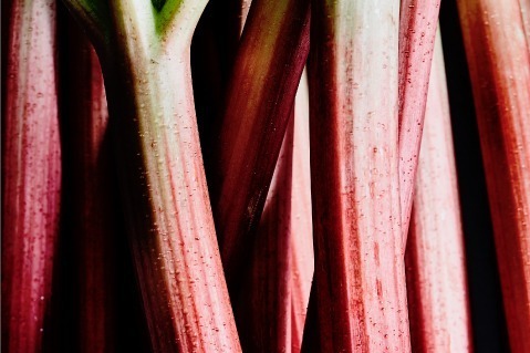 SHIRO“植物エキス多め”2層式美容オイル新登場、ふっくら肌を叶えるアロエ×オリーブなど｜写真9