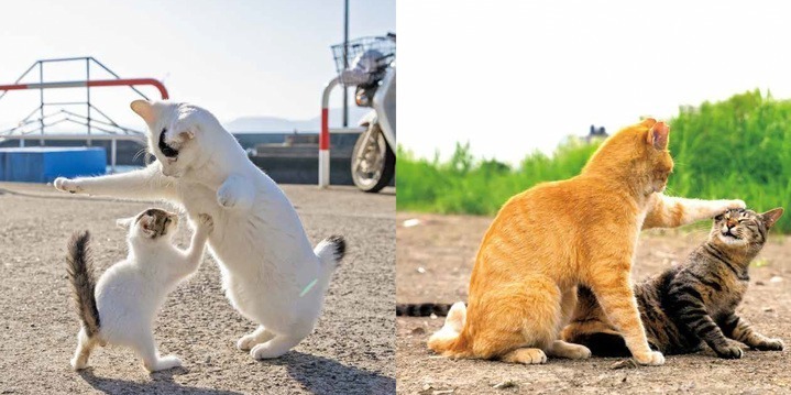 ​“上から目線”や“喧嘩ごし”のイキった猫が集結！猫写真集​『イキってるネコ』​写真家・沖昌之​著者｜写真11