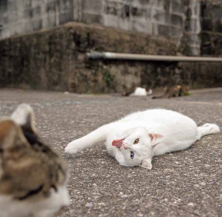 ​“上から目線”や“喧嘩ごし”のイキった猫が集結！猫写真集​『イキってるネコ』​写真家・沖昌之​著者｜写真4