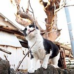 ​“上から目線”や“喧嘩ごし”のイキった猫が集結！猫写真集​『イキってるネコ』​写真家・沖昌之​著者｜写真6