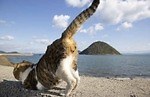 ​“上から目線”や“喧嘩ごし”のイキった猫が集結！猫写真集​『イキってるネコ』​写真家・沖昌之​著者｜写真5