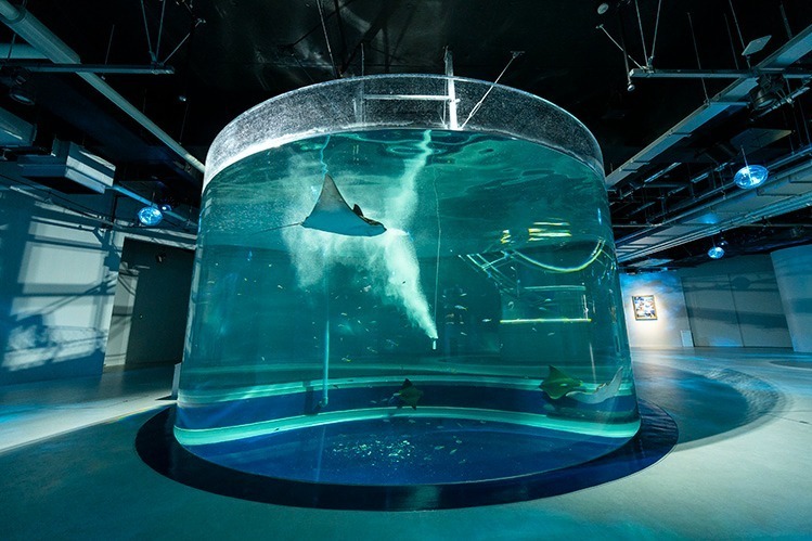 神戸ポートミュージアムの水族館「アトア」約100種類の魚や動物と出会う、巨大な球体水槽も｜写真6