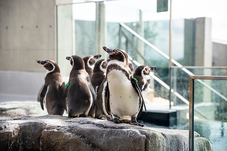 神戸ポートミュージアムの水族館「アトア」約100種類の魚や動物と出会う、巨大な球体水槽も｜写真8