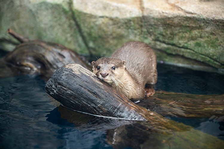 神戸ポートミュージアムの水族館「アトア」約100種類の魚や動物と出会う、巨大な球体水槽も｜写真9