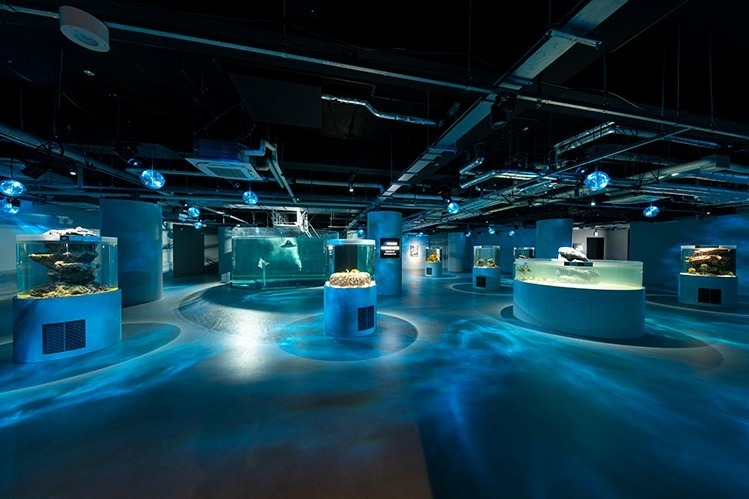 神戸ポートミュージアムの水族館「アトア」約100種類の魚や動物と出会う、巨大な球体水槽も｜写真12