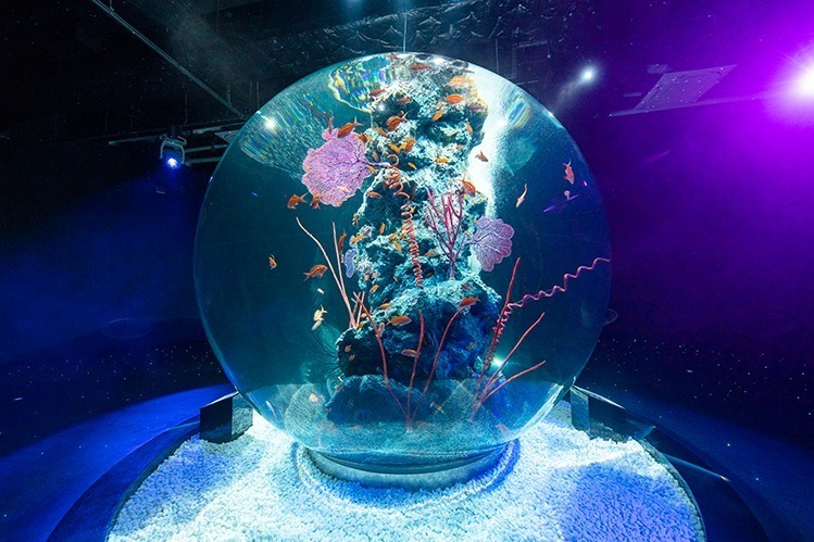 神戸ポートミュージアムの水族館「アトア」約100種類の魚や動物と出会う、巨大な球体水槽も｜写真4