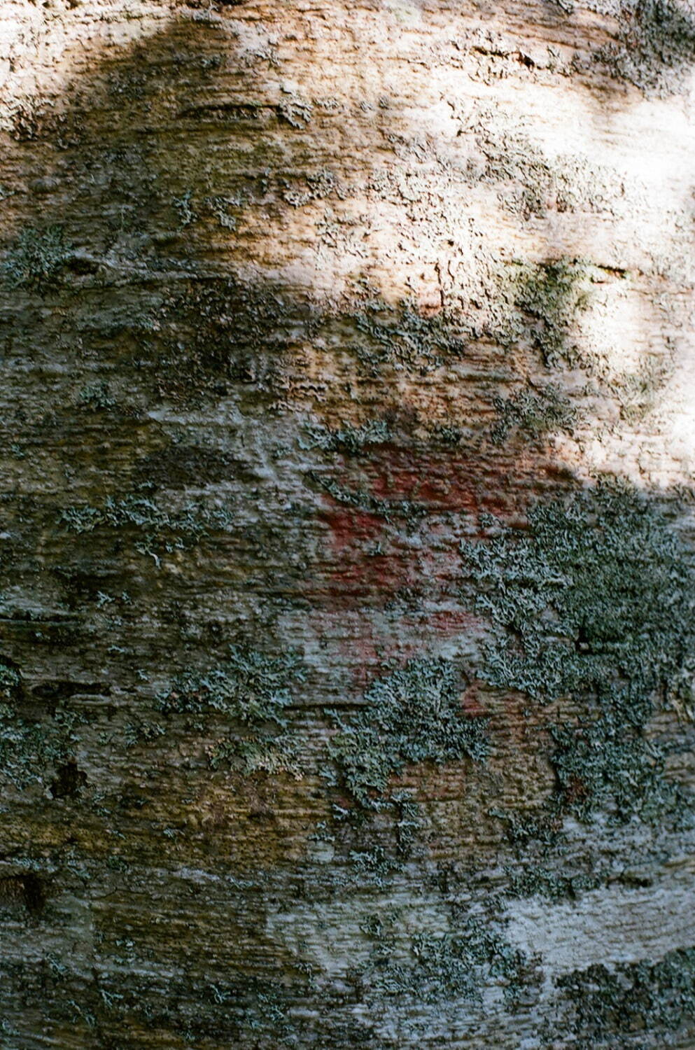 コモリ 2021-22年秋冬<span>コレクション</span> - 写真31