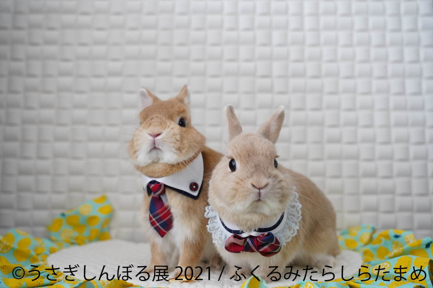 “過去最大規模”癒やしうさぎの合同写真展「うさぎしんぼる展」東京＆名古屋で、限定グッズ販売も｜写真4