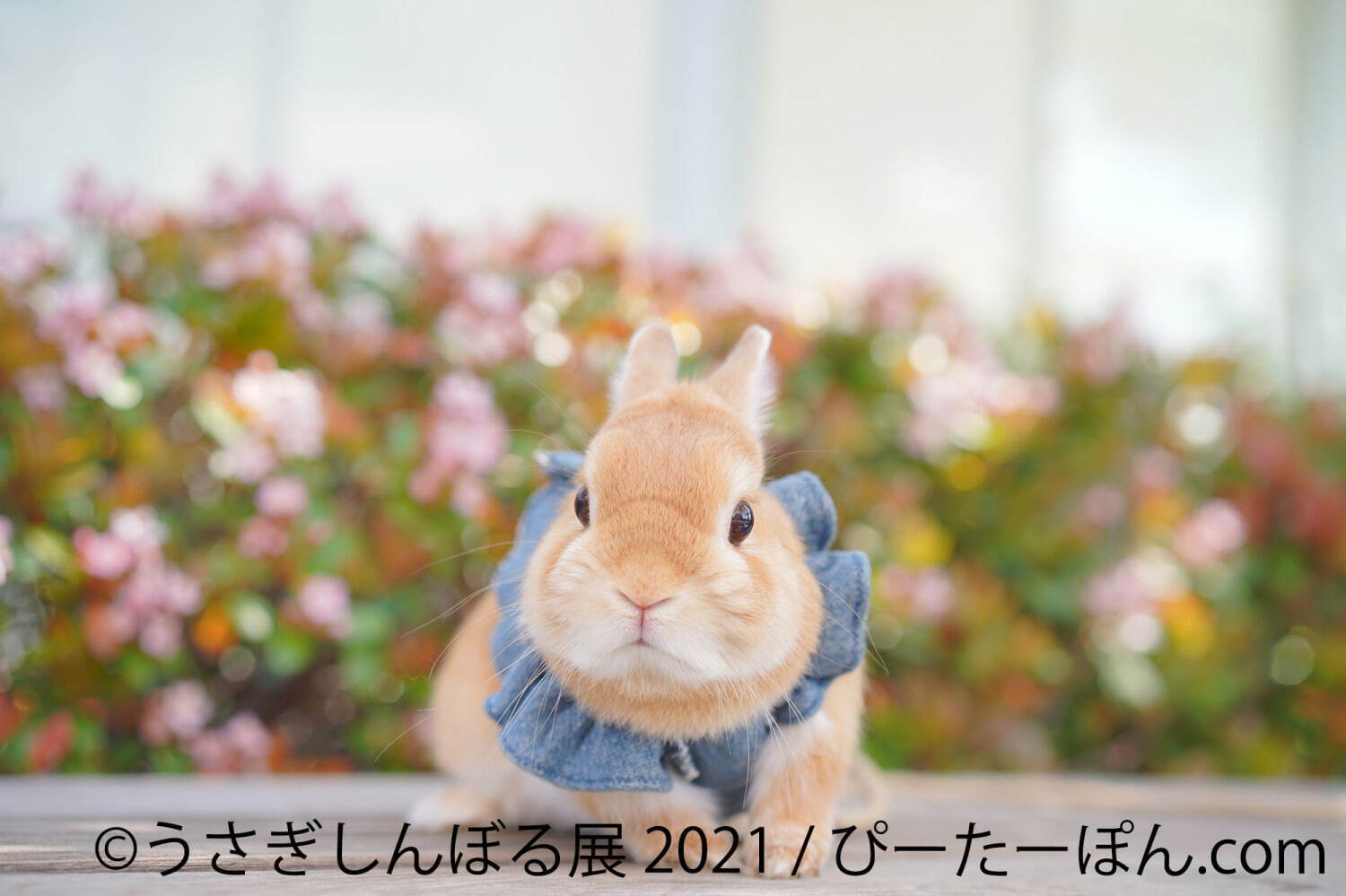 “過去最大規模”癒やしうさぎの合同写真展「うさぎしんぼる展」東京＆名古屋で、限定グッズ販売も｜写真2