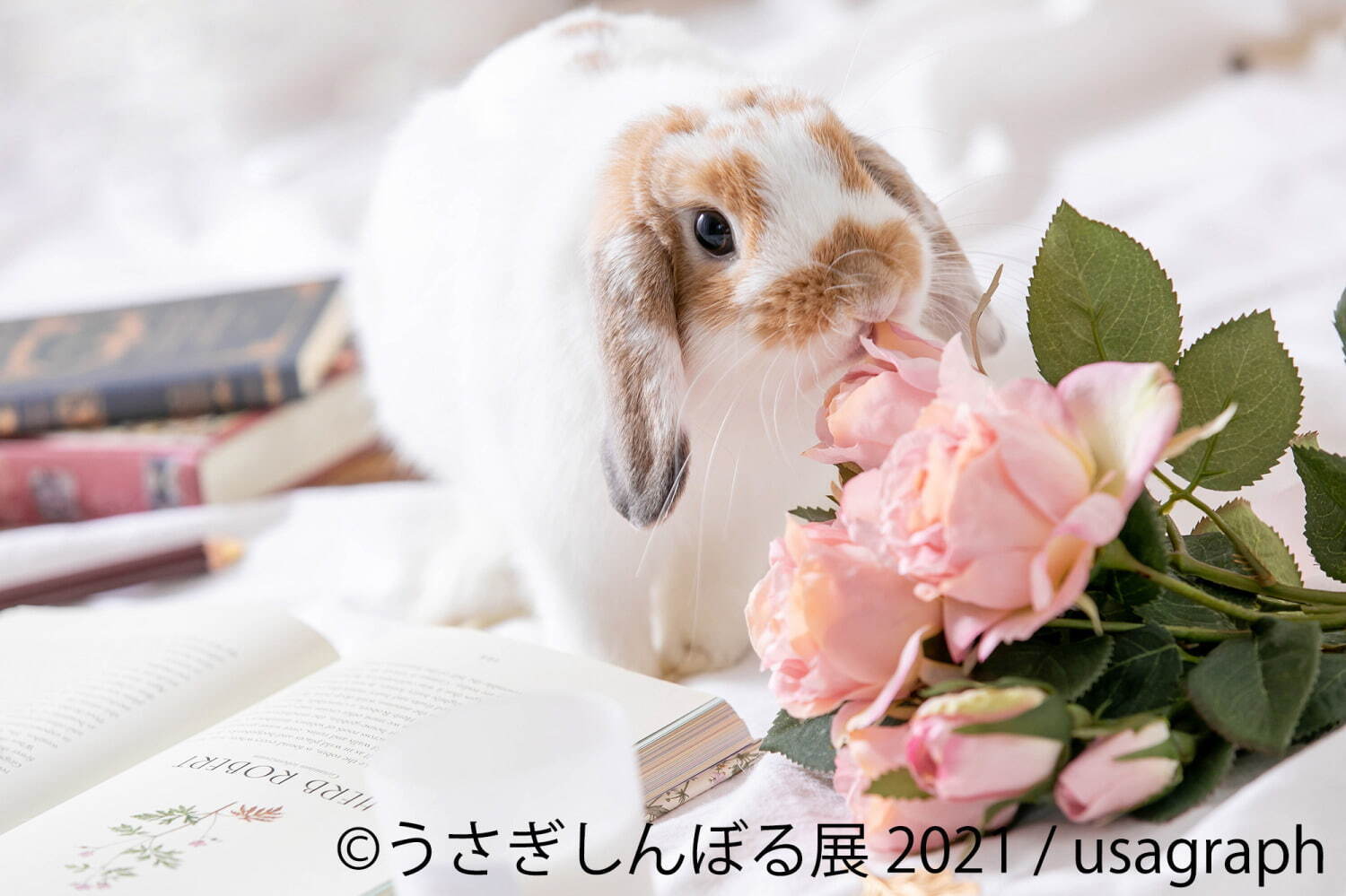 “過去最大規模”癒やしうさぎの合同写真展「うさぎしんぼる展」東京＆名古屋で、限定グッズ販売も｜写真9