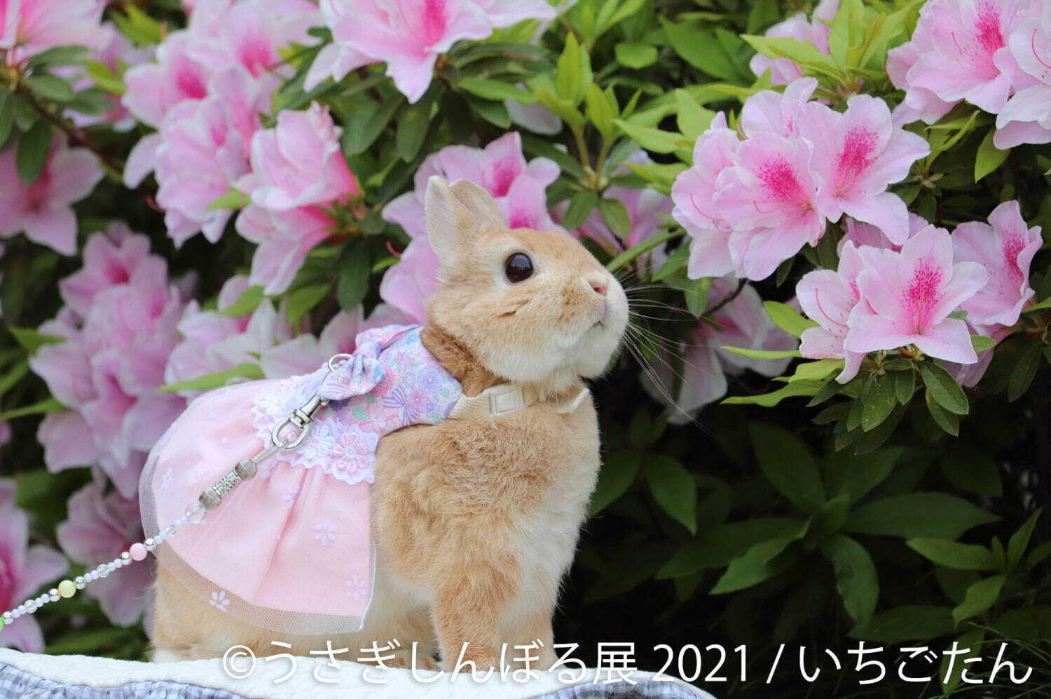 過去最大規模 癒やしうさぎの合同写真展 うさぎしんぼる展 東京 名古屋で 限定グッズ販売も ファッションプレス 過去最大規模 癒やしうさぎの合同写真展 うさぎしんぼる展 東京 名古屋で 限定グッズ販売も ファッションプレス